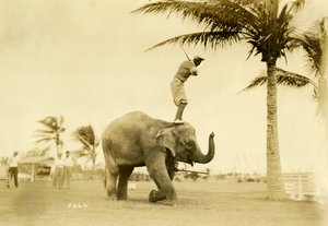 Jogador de golfe que está em Rosie o elefante, Miami Beach, 2 de maio de 1927