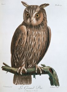 O Grão-Duque ", Coruja de Águia, 1799-1808 de Claude Fessard