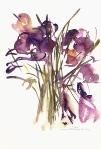 Crocus, 2003 (aguarela)