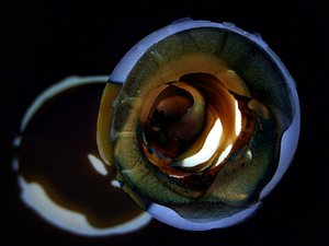 Brilho Dourado em Espiral