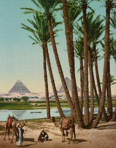 Palmeiras, Beduínos e Pirâmides, Cairo, Egipto de Company Photoglob