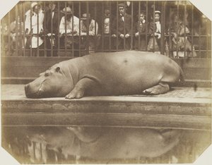 Obaysch, o hipopótamo, zoológico de Londres de Comte de Montizón Don Juan