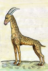 A girafa. in Historia Animalium de Conrad Gesner (1516 - 1565) (miniatura)