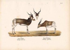 Antílopes Addax e Bontebok de Conrad Kull