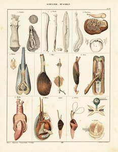 Anatomia dos moluscos bivalves. ,1841 (litografia) de Conrad Kull