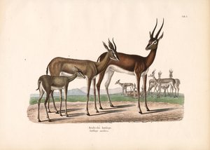 Órix-da-Árabia no semi-deserto de Conrad Kull