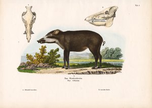 Porco com banda e detalhes anatómicos de Conrad Kull