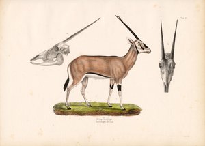 Beisa Oryx com vista para a caveira