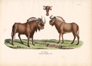 Gnu preto com pormenor da cabeça de Conrad Kull