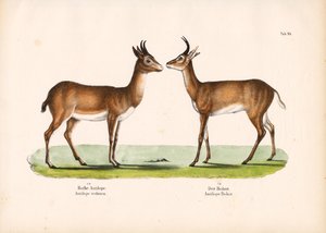 Reedbuck de Bohor e Reedbuck comum de Conrad Kull