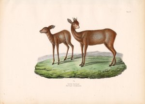 Grysbok do Cabo
