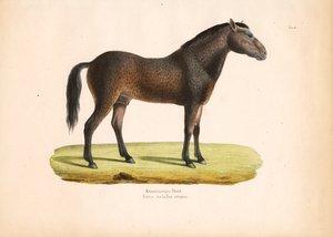 Cavalo de pelo encaracolado