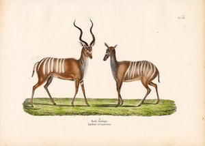 Grande Kudu em forma de macho e fêmea