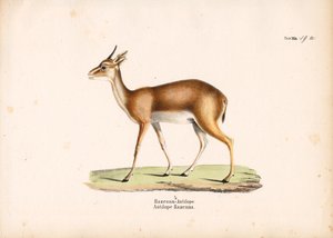 Hazenna Antelope em perfil de Conrad Kull