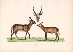 Antílope Koba de Conrad Kull