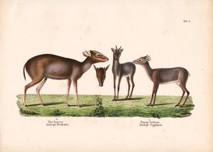 Duiker de Maxwell e antílope real de Conrad Kull