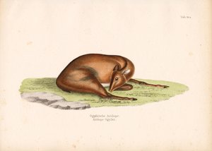 Mergulhador de Ogilby em posição de repouso de Conrad Kull