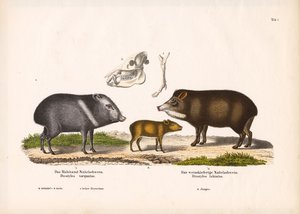 Pecarídeos com filhotes e anatomia do crânio