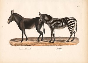 Zebra das planícies e híbrido zebra-pernilongo