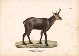 Camurça dos Pirinéus ou Isard