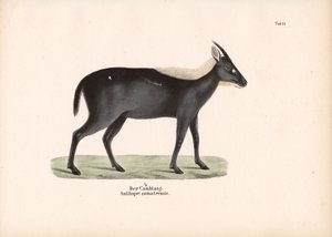 O Serow de Sumatra