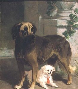 Um Mastim e um Bichon de Conradyn Cunaeus