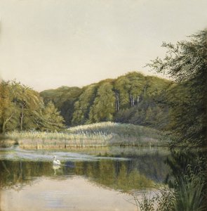 Cisnes na lagoa de Paddington, 1860s (wc no papel)