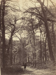 Cena de floresta,c. 1865 (foto)