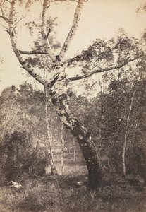Estudo de uma árvore de vidoeiro, Barbizon