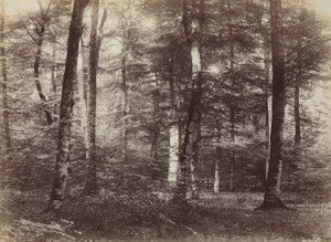 Sem título A Floresta de Fontainbleau, c. 1874.