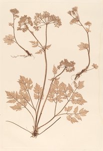 Chaerophyllum hirsistum de Constetin von Ettinghausen and Alois Pokorny