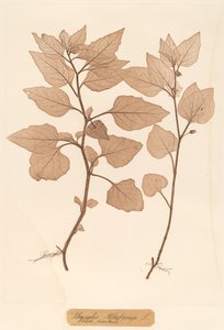 Physalis Alkekengi de Constetin von Ettinghausen and Alois Pokorny