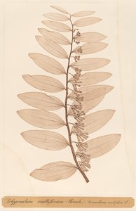 Polygonatum multiflorum Monch de Constetin von Ettinghausen and Alois Pokorny