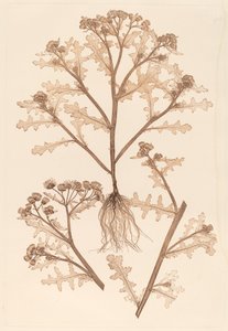 Senecio viscosus de Constetin von Ettinghausen and Alois Pokorny