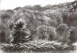 Desenho de um pinhal de Corné Akkers