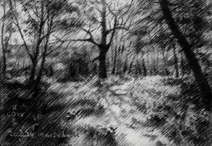 Caminho na floresta sombreada de Corné Akkers