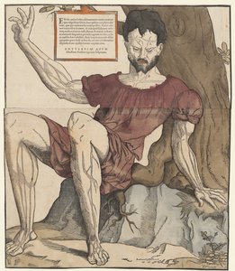 As veias do corpo humano