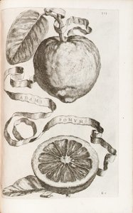 Maçã de Adam, placa 313 de "Hesperus, ambos da termodinâmica Aureorum Culture and Practice Quatuor" por Giovanni Battista Ferrari, 1646