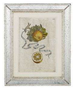 Prato de folha ondulada laranja 389 de Hesperus, ou o uso de livros sobre termodinâmica Aureorum Culture and Quartet &39;de Giovanni Battista Ferrari