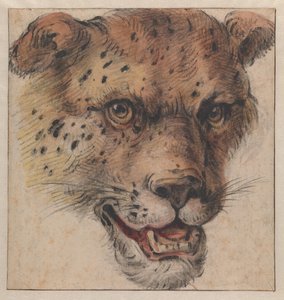 A cabeça de um leopardo de Cornelis Saftleven