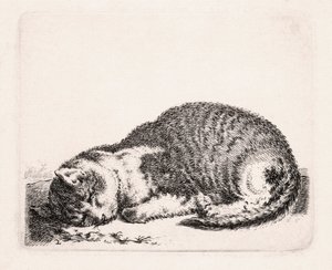 Gato adormecido, c.1607-81 de Cornelis Saftleven