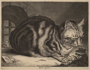 O grande gato