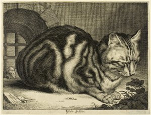 O grande gato de Cornelis Visscher