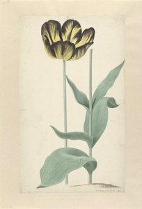 De tulp Bizard Catafalque Bizard Catafalque (título no objeto)