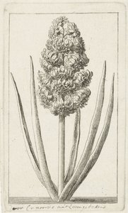 Jacinto de Cornelis van Noorde