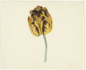 Tulipa chamada Bizard Leodie
