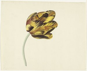 Tulipa chamada Bizard Phoenix