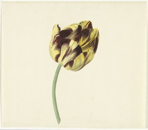 Tulipa chamada Bizard Pontifex Romanus