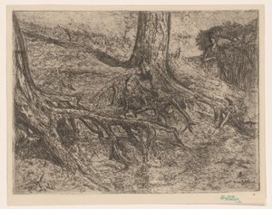 raiz da arvore de Cornelis van Steenwijk