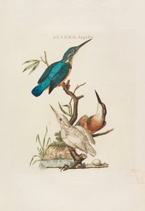 Aves holandesas: de acordo com sua família, Aert e características, 1770-1829 . de Cornelius Nozeman